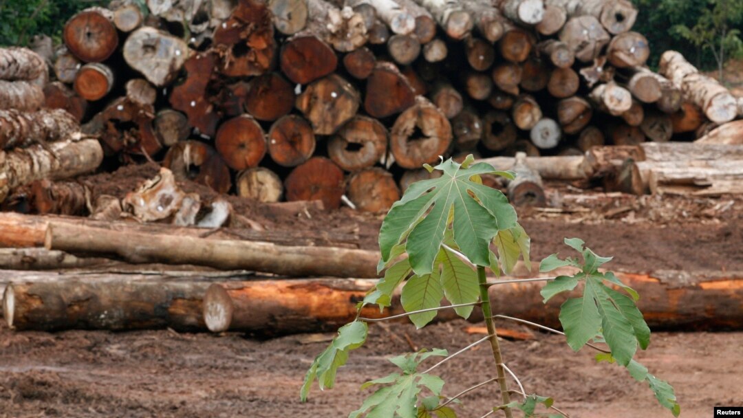FILE - Logs cut from virgin Amazon rain forest are placed in a pile, in Brazil's northeastern Amazon region, February 11, 2008.