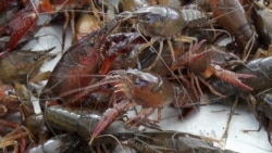 Crawfish Deeply Rooted in Louisiana Culture