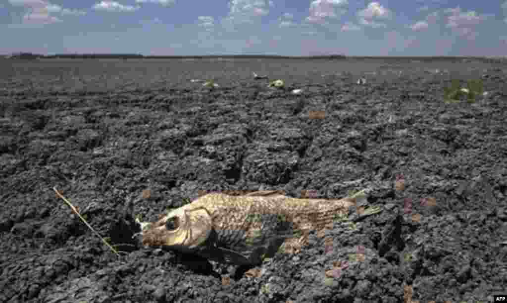 The remains of a carp is seen on the lake dried out lake bed of O.C. Fisher Lake Wednesday, Aug. 3, 2011, in San Angelo, Texas. A bacteria called Chromatiaceae has turned the 1-to-2 acres of lake water remaining the color red. A combination of the long pe