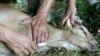 Seorang petugas dari dinas peternakan menyuntik mati kambing yang terinfeksi Anthraks di Jawa Barat, 26 Oktober 2004. (Foto: Reuters)