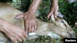 Seorang petugas dari dinas peternakan menyuntik mati kambing yang terinfeksi Anthraks di Jawa Barat, 26 Oktober 2004. (Foto: Reuters)