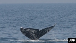 Yeni Zelandiya dalğıcı balinanı xilas edib
