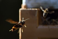 FILE - An Asian hornet chases a bee near a beehive in Loue, northwestern France, Sept. 14, 2019.