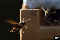 FILE - An Asian hornet (Vespa velutina) chases a bee near a beehive, on September 14, 2019 in Loue, northwestern France. (Photo by JEAN-FRANCOIS MONIER / AFP)