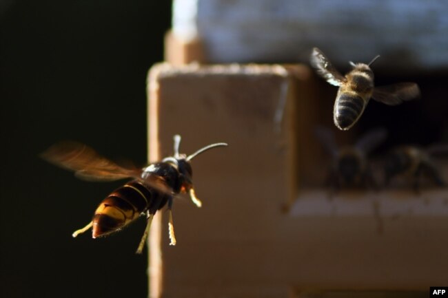 FILE - An Asian hornet (Vespa velutina) chases a bee near a beehive, on September 14, 2019 in Loue, northwestern France. (Photo by JEAN-FRANCOIS MONIER / AFP)