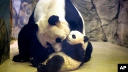 미국 워싱턴 국립동물원의 명물인 어미 팬더 메이시앙과 아기 팬더 바오바오의 다정한 모습.