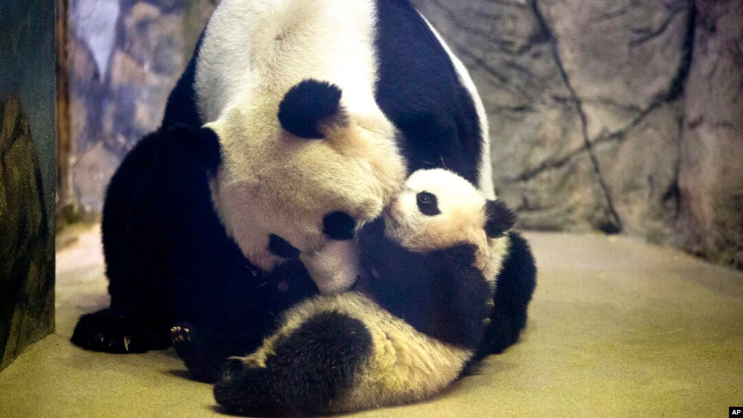Bayi panda raksasa Bao Bao yang berusia 4,5 bulan dan induknya Mei Xiang di tempat tinggal mereka di Kebun Binatang Nasional Washington, DC. (AP/Charles Dharapak)