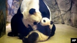 Bayi panda raksasa Bao Bao yang berusia 4,5 bulan dan induknya Mei Xiang di tempat tinggal mereka di Kebun Binatang Nasional Washington, DC. (AP/Charles Dharapak)