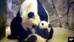 ဝါရှင်တန် တိရိစ္ဆာန်ရုံမှာ ဆော့ကစားနေကြတဲ့ အမေရိကန်ဖွား ပင်ဒါလေး Bao Bao နဲ့ သူ့မိခင် Mei Xiang။ 