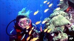 This undated photo shows a diver off Australia's coast.