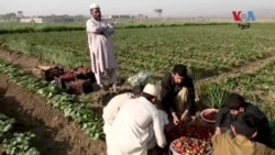 د پښتونخوا کروندګر وایي افغانستان ته دې د سټرابېري لېږلو زمینه ورته برابره شي