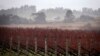Australian Wildfires Threaten to Produce ‘Ashtray’ Wine Vintage