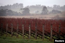 FILE - Rows of vines can be seen at an Australian winery.