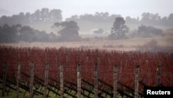 FILE - Rows of vines can be seen at an Australian winery.