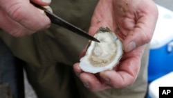 Oysterman, Chris Ludford, opens one of his oysters taken from his leased oyster beds on the Lynnhaven River in Virginia Beach, Virginia, Feb. 23, 2017. 