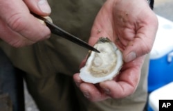 Opening an oyster is called "shucking."