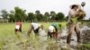 Local Cambodian farmers plant rice at a farm during the rainy season in Phlang village, May 16, 2012.