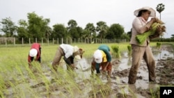 Local Cambodian farmers plant rice at a farm during the rainy season in Phlang village, May 16, 2012.