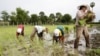 Farmers Face Shortage of Irrigation for Improved Rice Production