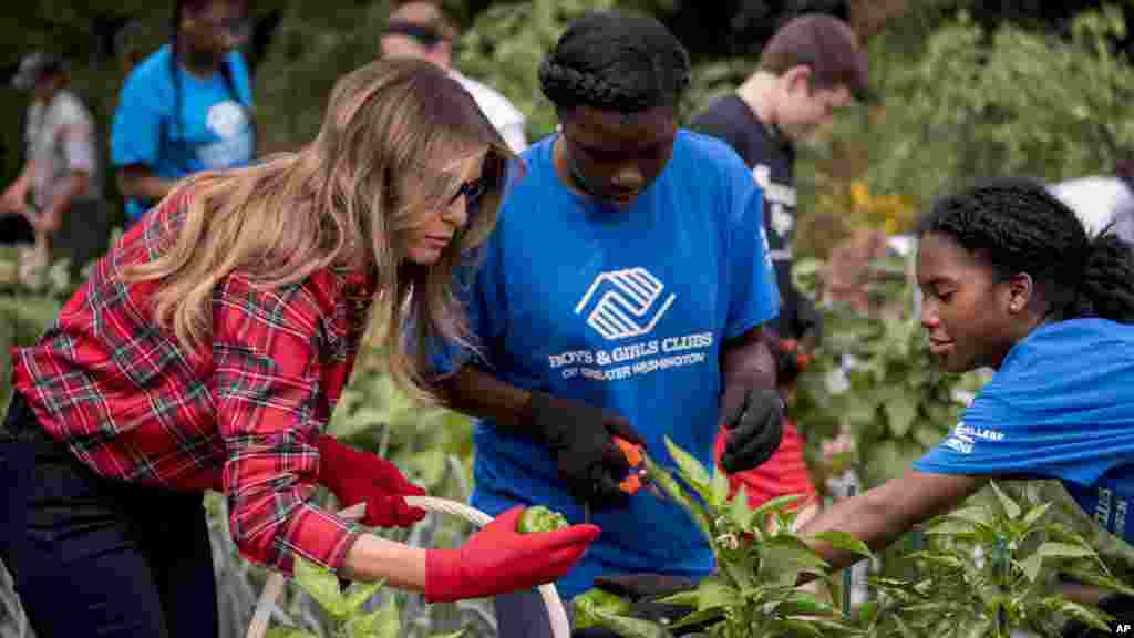 La primera dama participa de la cosecha y siembra durante un evento en el vivero de la Casa Blanca junto a niños de Boys and Girls Club de Washington, el 22 de septiembre de 2017. 