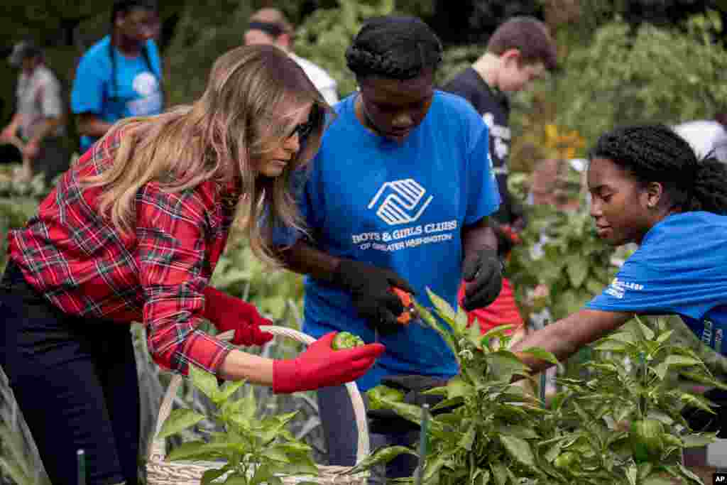 La Première dame Melania Trump avec des enfants cueillent des tomates dans le jardin de la&nbsp;Maison Blanche, Washington. le 22 septembre 2017.