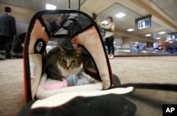FILE - In this Sept. 20, 2017, file photo Oscar the cat, who is not a service animal, sits in his carry on travel bag after arriving at Phoenix Sky Harbor International Airport in Phoenix.