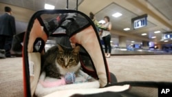 FILE - In this Sept. 20, 2017, file photo Oscar the cat, who is not a service animal, sits in his carry on travel bag after arriving at Phoenix Sky Harbor International Airport in Phoenix.