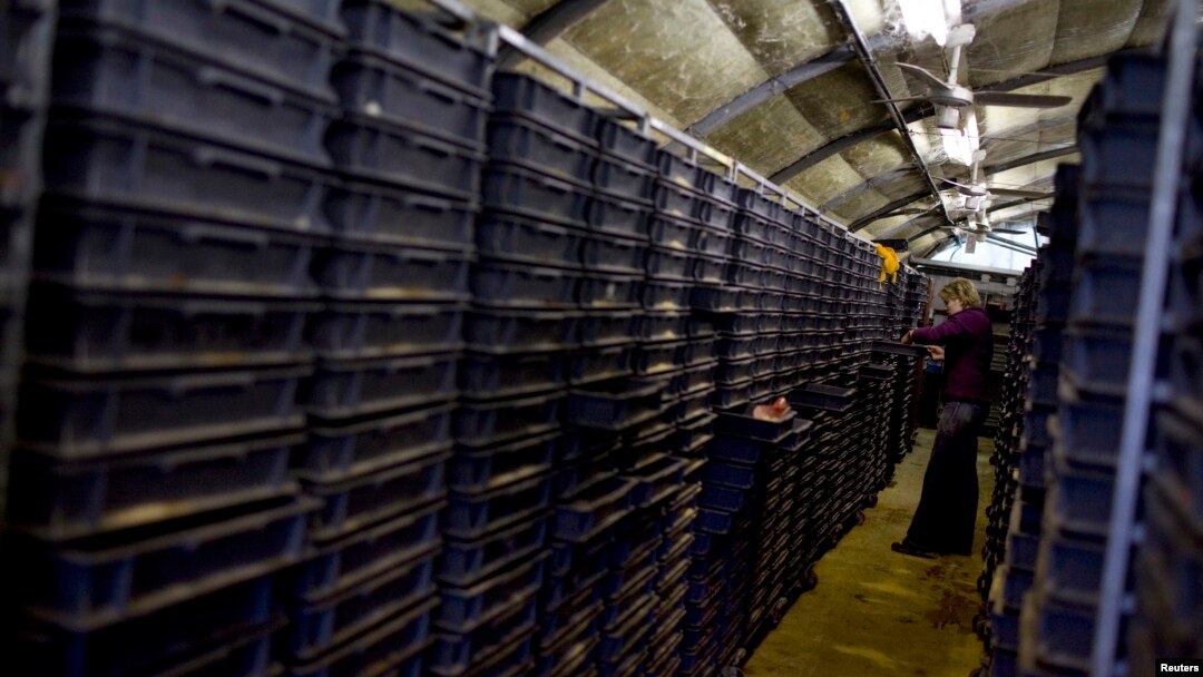 Marieke Callis feeds mealworms at an insect farm in Ermelo, Netherlands, January 2011.