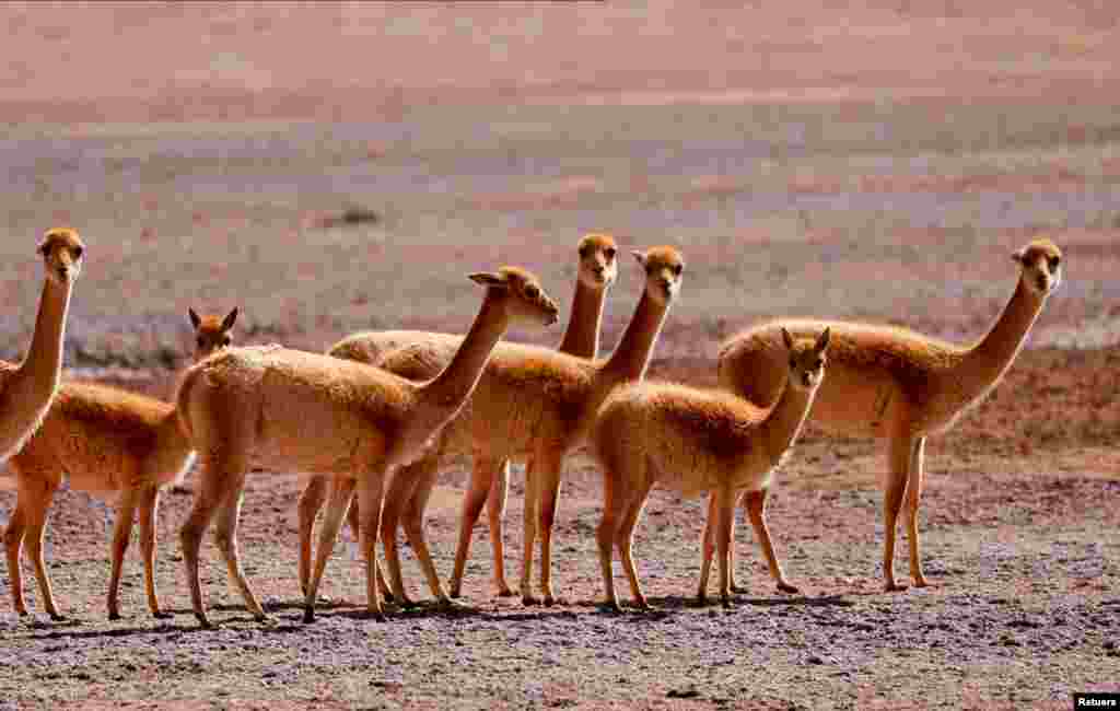 Vicunas are seen near the Salar del Hombre Muerto, or Dead Man's Salt Flat, about 4,000 meters above sea level in Salta, Argentina, August 13, 2021.