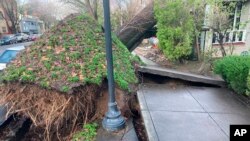 Un árbol se derrumbó y arrancó la acera dañando una casa en Sacramento, California, EEUU, el domingo 8 de enero de 2023.