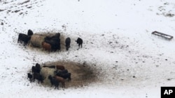 Livestock huddle as they feed in an open field covered in ice, Dec. 7, 2013, near Corinth, Texas.