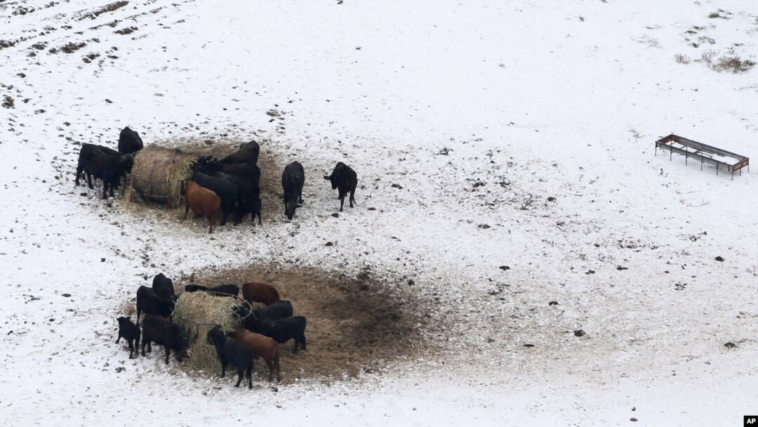Livestock huddle as they feed in an open field covered in ice, Dec. 7, 2013, near Corinth, Texas.