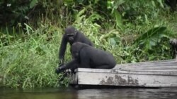 Ujangili waiweka hifadhi ya Sokwe Congo Brazzaville hatarini