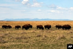 In this April 25, 2012, file photo, a herd of bison move through land controlled by the American Prairie Reserve south of Malta, Mont. (AP Photo/Matt Brown)