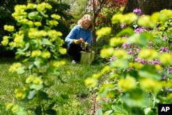 FILE - Wendy Mahan cuts flowers and greens in the yard of her Annapolis, Md., home Wednesday, April 29, 2020. (AP Photo/Susan Walsh)