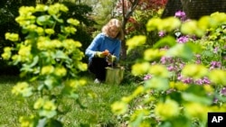 Wendy Mahan cuts flowers and greens in the yard of her Annapolis, Md., home Wednesday, April 29, 2020. Mahan is making a May Day basket to be hung on one of the historic buildings in Annapolis. (AP Photo/Susan Walsh) 