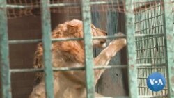 Sick Lions Mean Tough Decisions For Pakistani Zoo