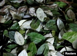 Coca leaves of Yungas region are pictured at the Coca Growers Association market in La Paz, Bolivia, March 7, 2017.