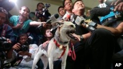 Dr Anton Lim diwawancarai oleh media saat memegang Kabang, anjing campuran berumur dua tahun setibanya di Bandara Internasional Ninoy Aquino, kota Pasay, selatan Manila, Filipina (8/6) dari San Francisco, California. Kabang menjalani pengobatan di rumah sakit hewan Davis, University of California, untuk mengobati luka akibat kehilangan moncong dan rahang atasnya saat menyelamatkan nyawa dua gadis di Filipina (AP Photo / Bullit Marquez)