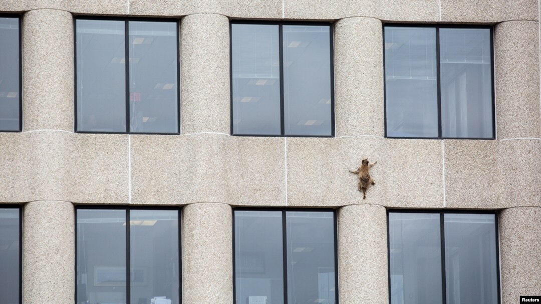 A raccoon scurries up the side of the UBS Plaza building in St. Paul, Minnesota, U.S., June 12, 2018, in this image obtained from social media. 