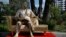 A dog named "Sassi" sits next to a golden statue of a bathrobe-clad Harvey Weinstein, seated atop a couch on the sidewalk along Hollywood Blvd., in Los Angeles Thursday, March 1, 2018. The piece, titled "Casting Couch," is a collaborative effort between a Los Angeles street artist known as Plastic Jesus and Joshua "Ginger" Monroe, creator of the nude Donald Trump statue. Plastic Jesus said the piece was meant to shine a light on the entertainment industry's sexual misconduct crisis and the disgraced movie mogul's prominent role in it. 