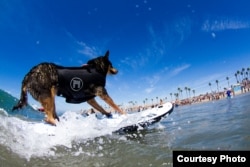 A canine competitor at the 7th annual Surf City Surf Dog competition in Huntington Beach, California, Sept. 27, 2015. (Courtesy: Dominique Labrecque)