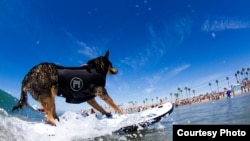 A canine competitor at the 7th annual Surf City Surf Dog competition in Huntington Beach, California, Sept. 27, 2015. (Courtesy: Dominique Labrecque)