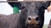 美国牛肉—从内布拉斯加农场到中国市场