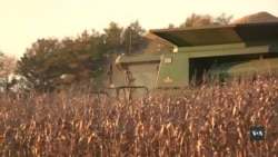 Куди подіти рекордний врожай зернових у США? Фермери чекають відповідей від Трампа. Відео