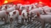 法国种猪乘飞机到中国，帮助恢复养猪业