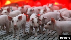 资料照：法国布耶梅纳尔一家养猪场的小猪。