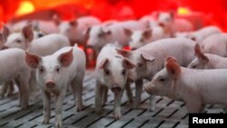 Des cochons sont vus dans une ferme porcine à Bouille-Menard, France, le 28 avril 2017. (REUTERS/Stephane Mahe)