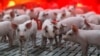 欧中贸易战升级，北京警告可能对进口欧盟猪肉征收报复性临时反倾销关税 