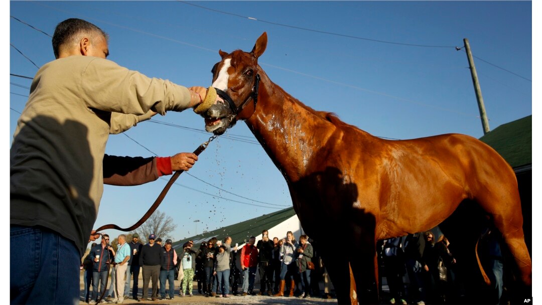 Justify gets a bath after a morning workout at Churchill Downs, May 1, 2018, in Louisville, Ky.